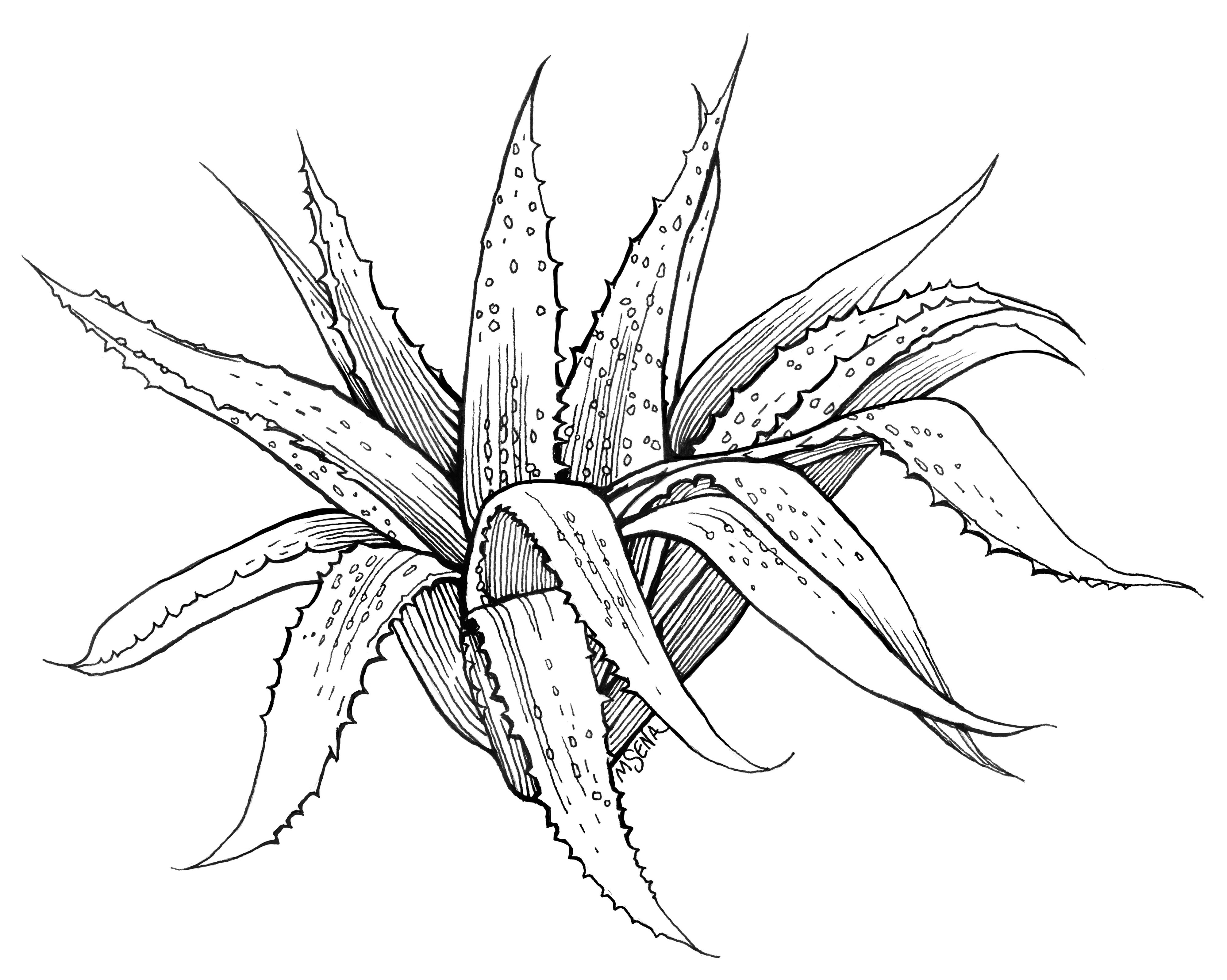 Aloe Plant Illustration