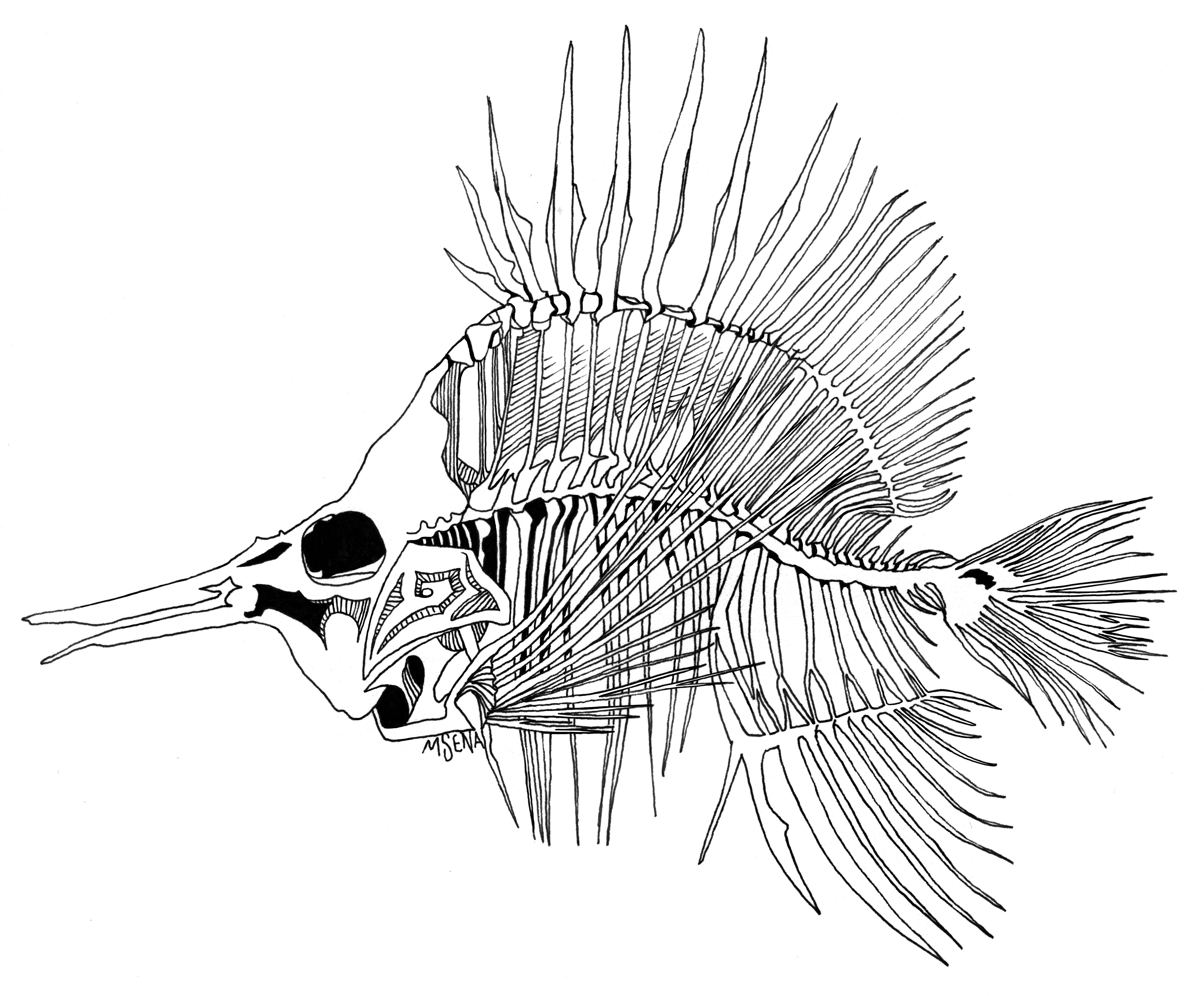 Doodle of fish skeleton