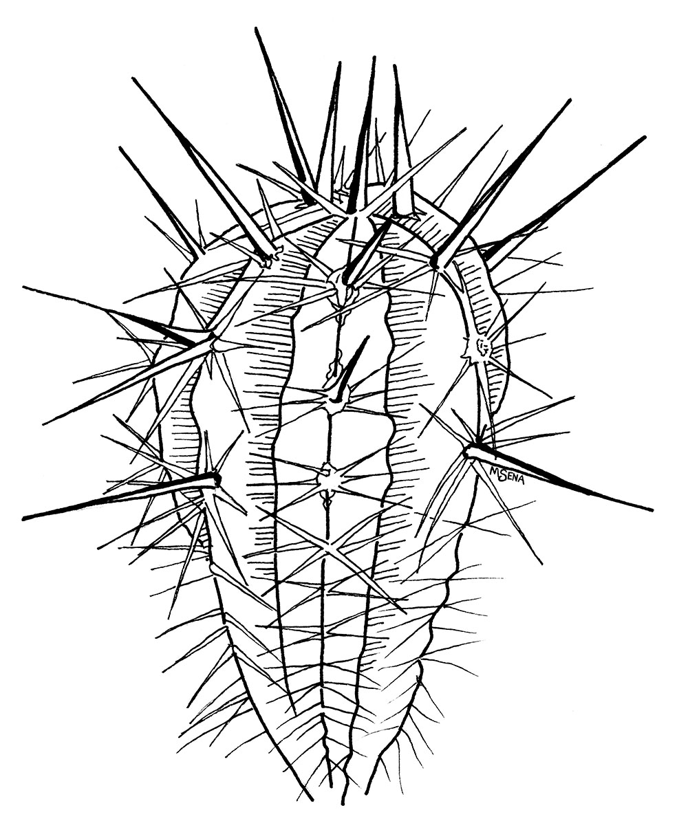 Hair Brush Cactus Illustration using black marker.