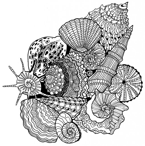 Ink drawing of shells