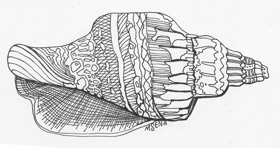 Doodle of Shell. Illustrated by Miyuki Sena