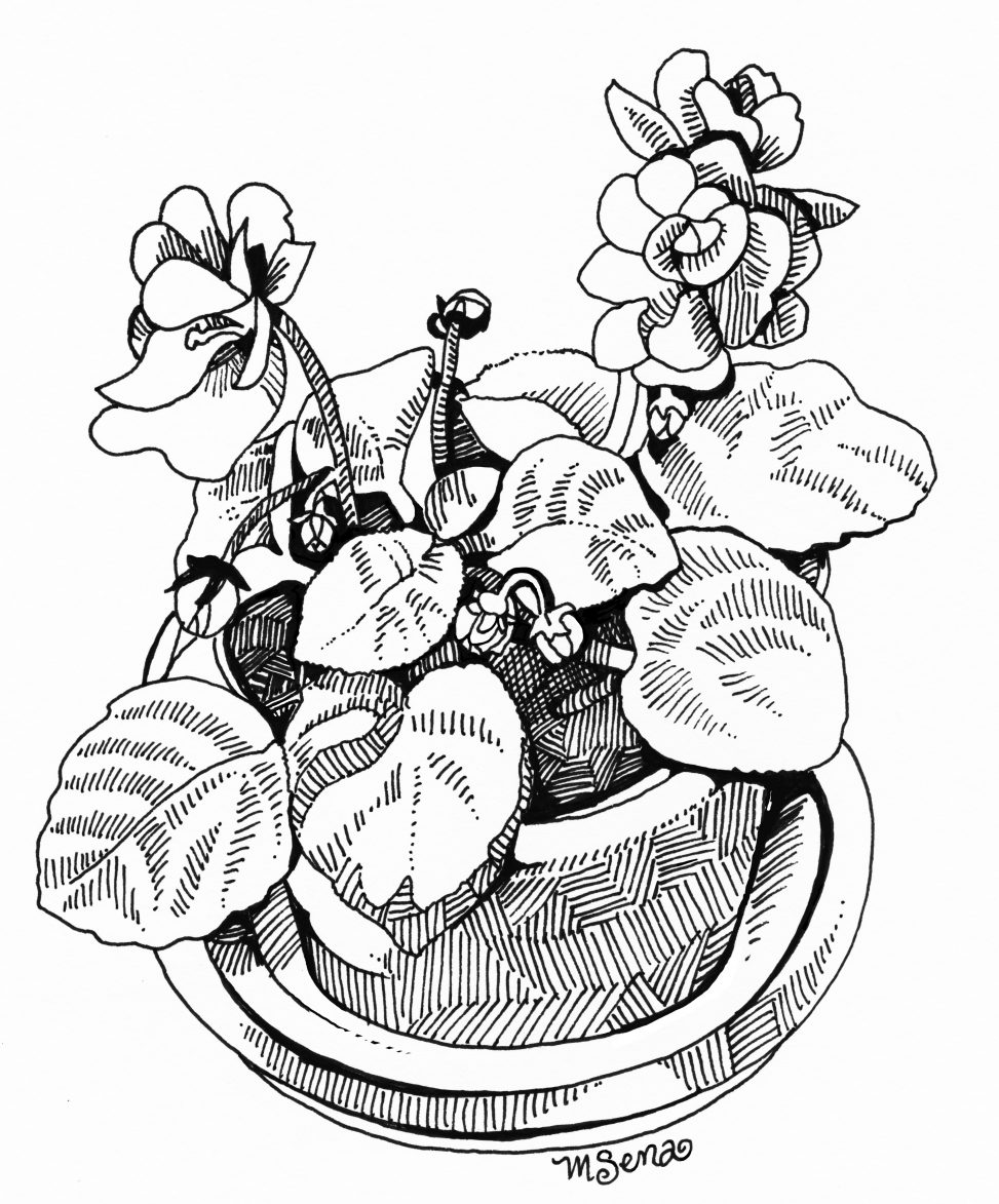 Doodle of African Violet flowers